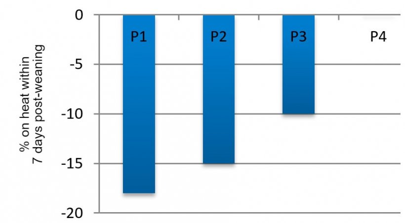 Figure&nbsp;3. Effect of parity&nbsp;on the percentage of sows expressing estrus within the first 7 days post-weaning in summer compared to spring (adapted from Belstra et al., 2004).
